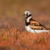 Kamenacek pestry - Arenaria interpres - Ruddy Turnstone 8375